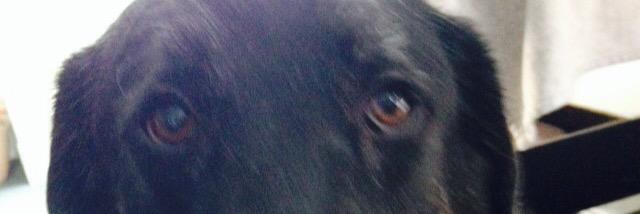 puntyservicedog's profile banner image