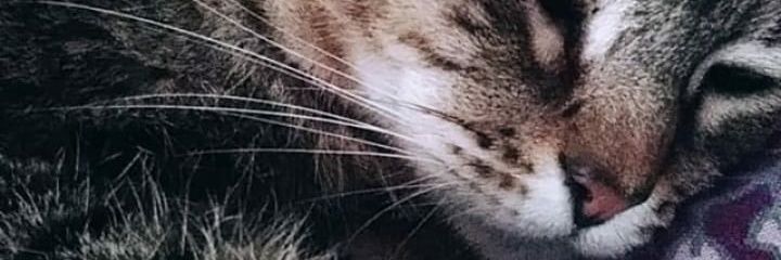 IsabelBultos's profile banner image