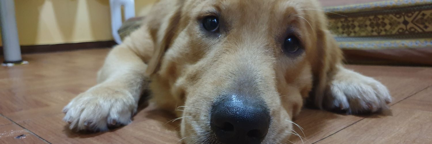 AMMaminta's profile banner image