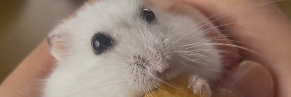 monkicchen's profile banner image