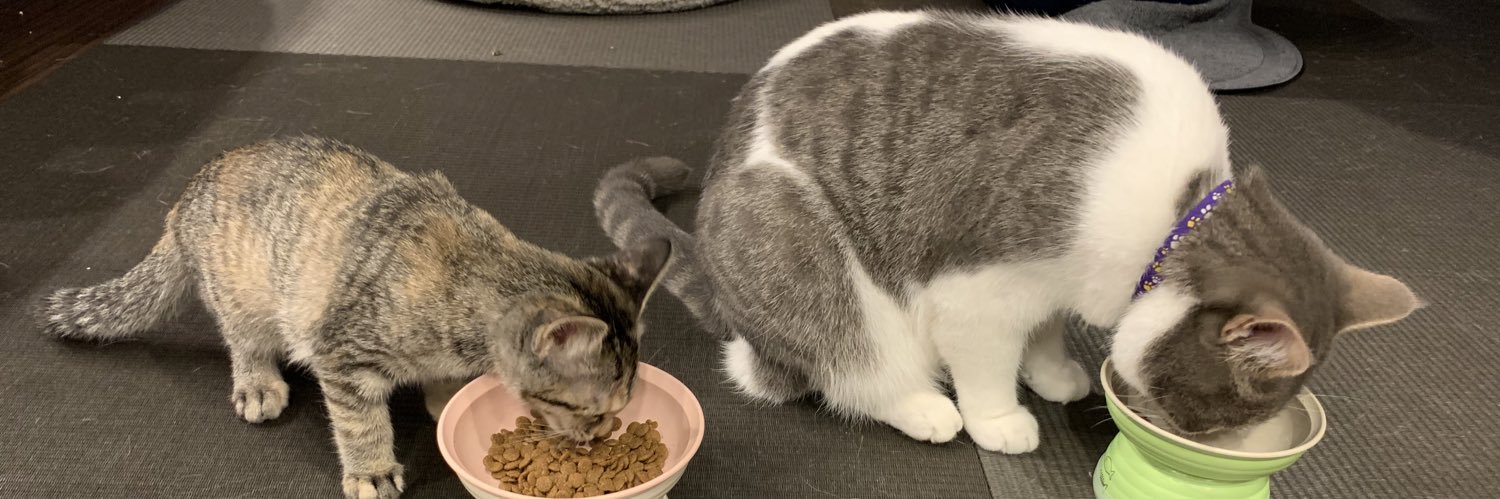 まぁ@愛猫【丸＆凛】 banner