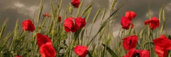 klabond Profile Banner