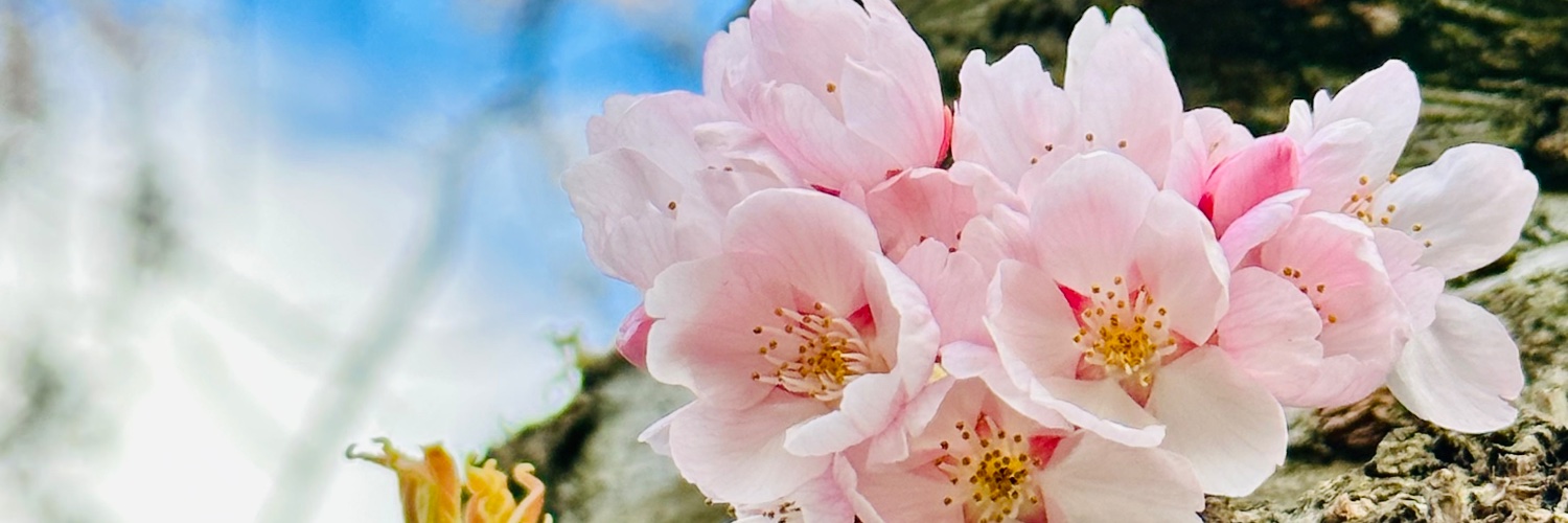 LouiseStrop's profile banner image