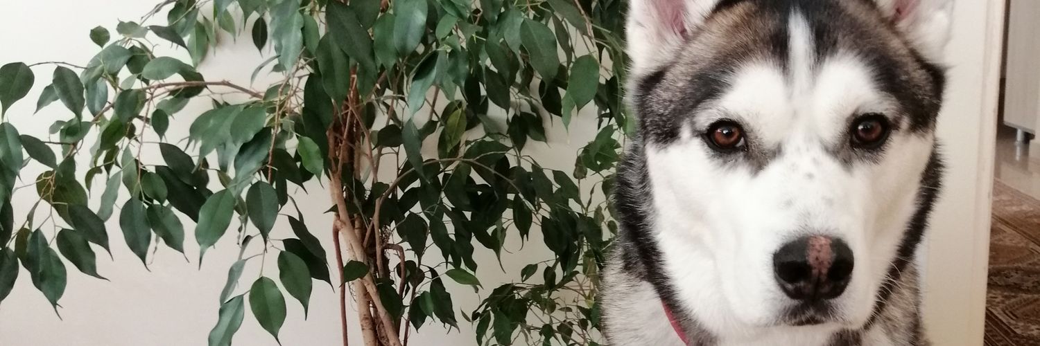 mgulendam's profile banner image