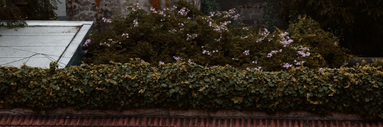 Taniaa_fl's profile banner image