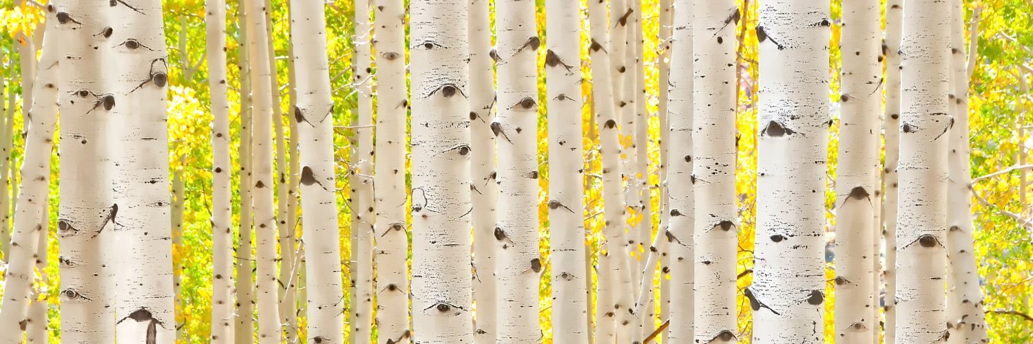 paigenow's profile banner image