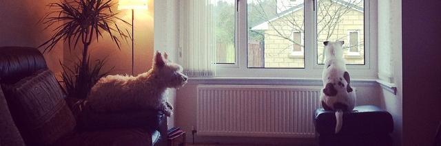 Jenallamadingdong 🏴󠁧󠁢󠁳󠁣󠁴󠁿🇺🇦🇪🇺 banner