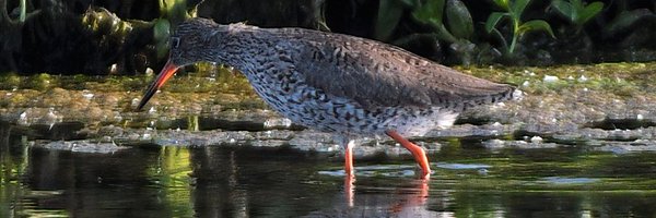 PMinshull Profile Banner