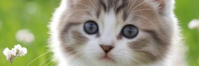 AngeloGome559's profile banner image