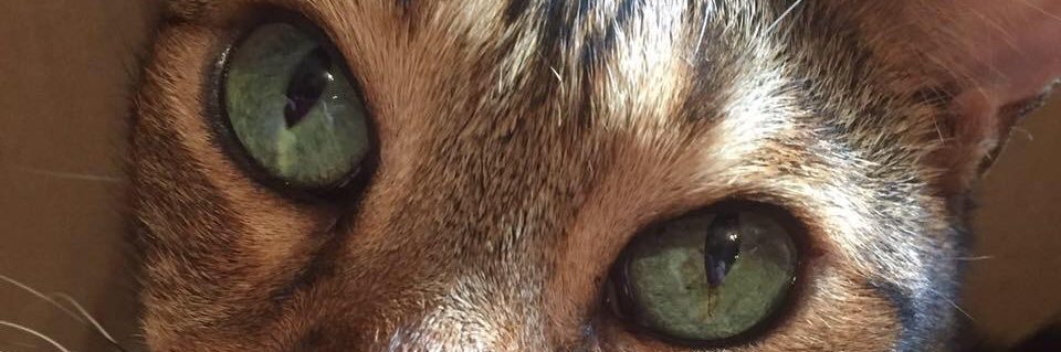 Nat - smiler_noodles_price banner