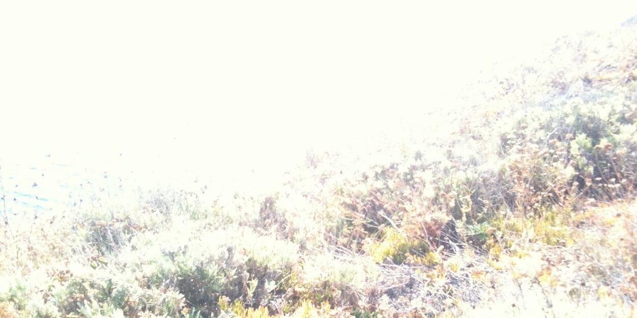 dianamarrone's profile banner image