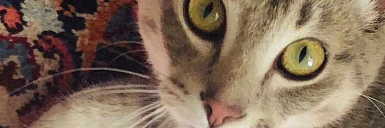 faribafarda's profile banner image