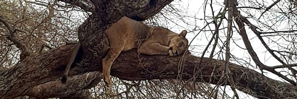 lhostis6 Profile Banner