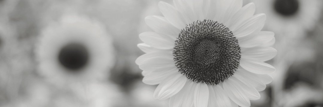 APR🌻 banner