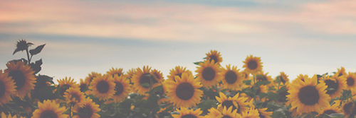 Sarah_Pharaoh's profile banner image