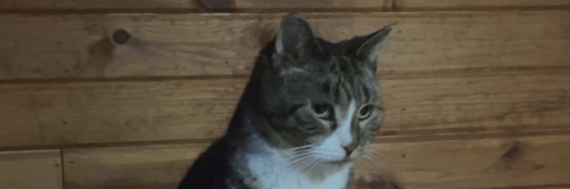 MonkGeorge's profile banner image