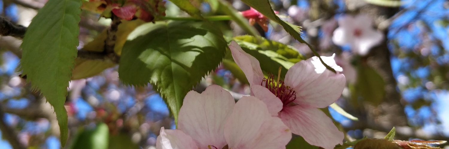 estera_hana's profile banner image