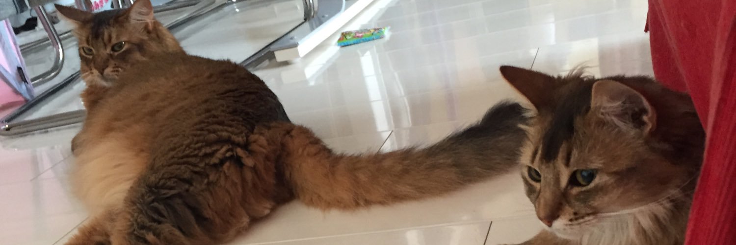 Liarcocoa's profile banner image