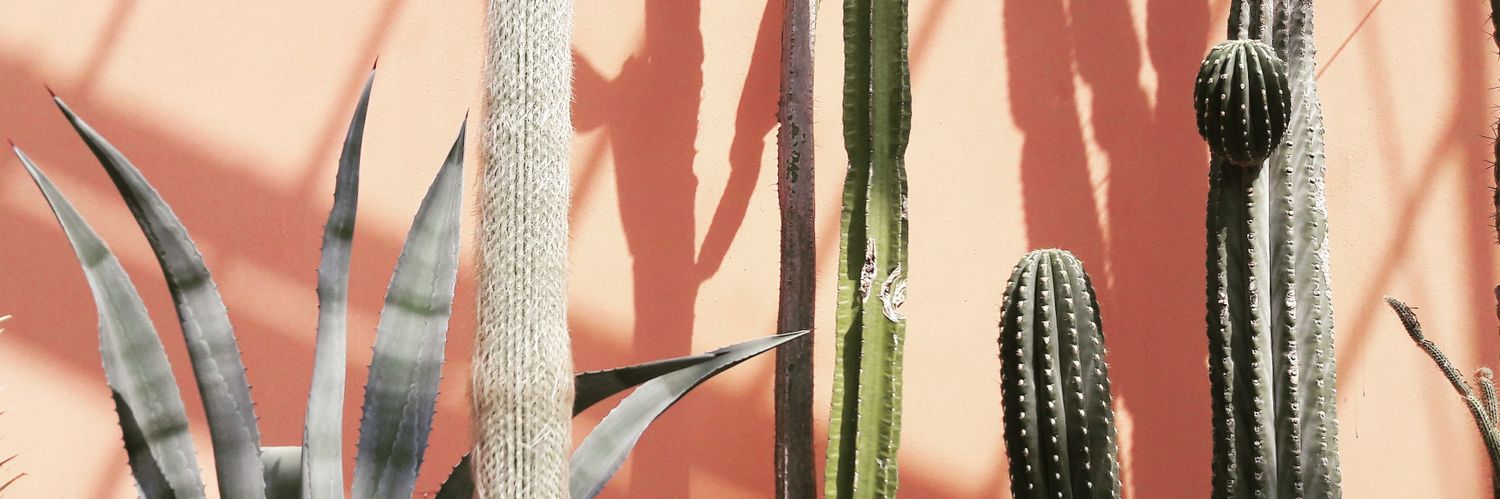 annelecout's profile banner image