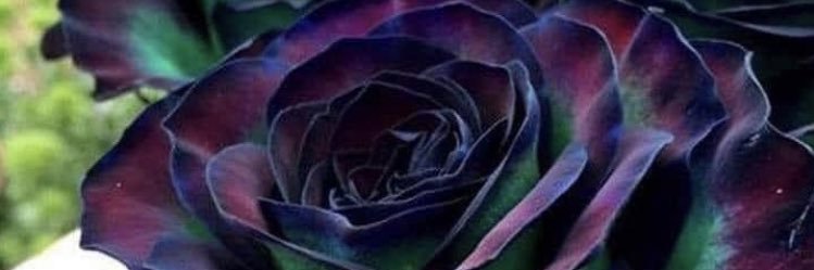 zenan27 banner