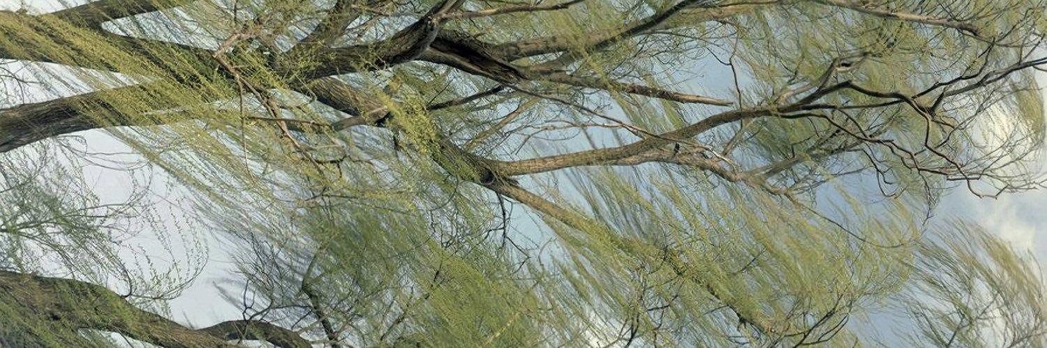 ishapiang's profile banner image
