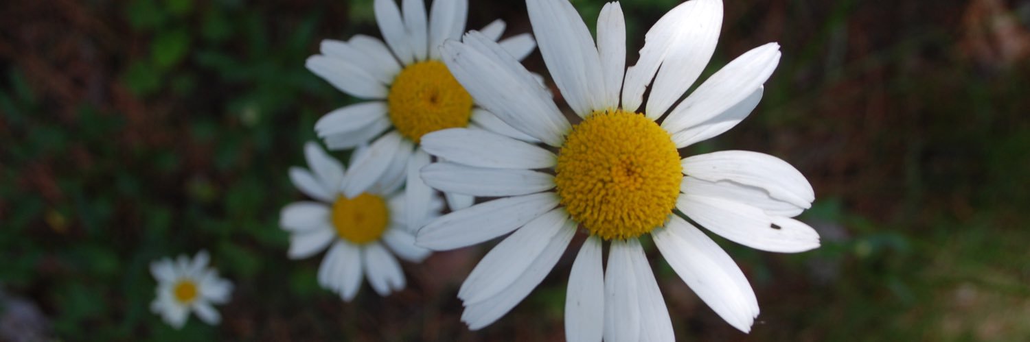 abbierockstad's profile banner image