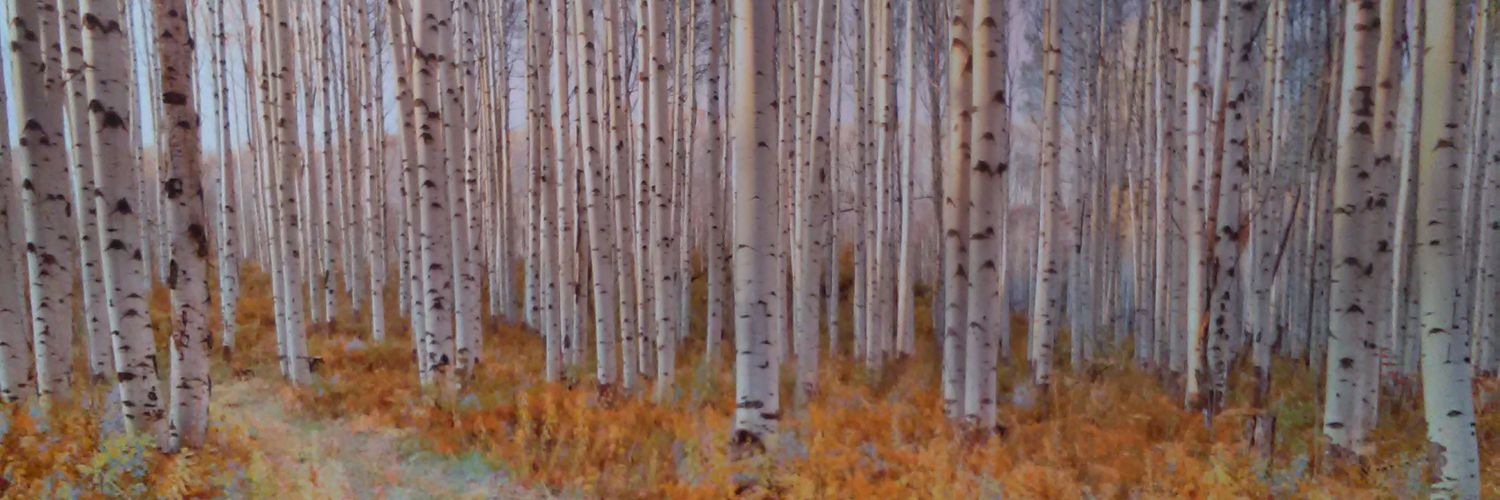 NLongLake's profile banner image