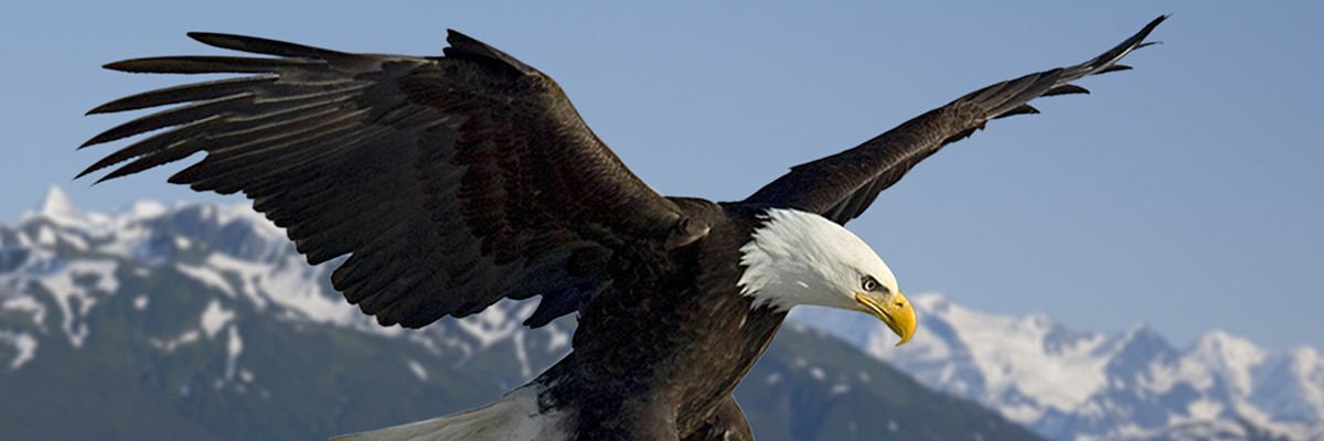 MrsStrangeEagle's profile banner image