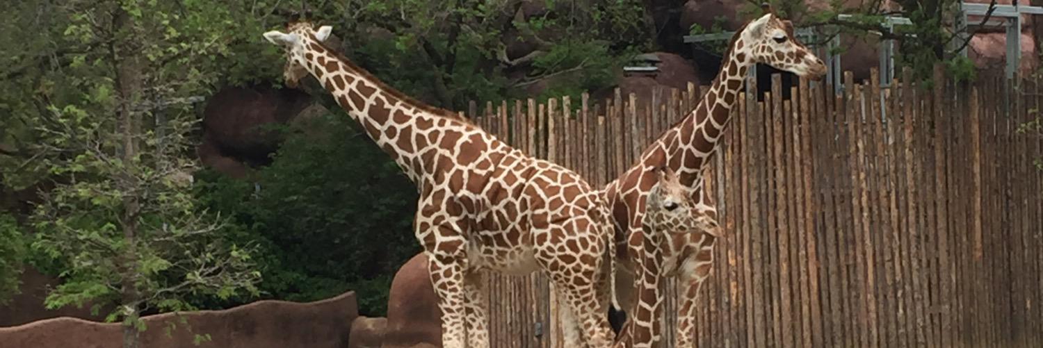 madgiraffe97's profile banner image