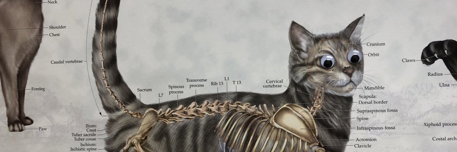 YoDeFazio's profile banner image