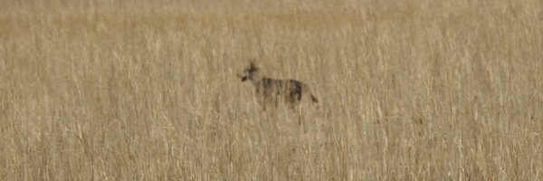 amitkaushiktw Profile Banner