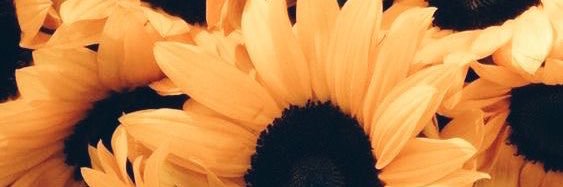 AlexaForbess's profile banner image