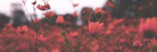 NChristensen13's profile banner image