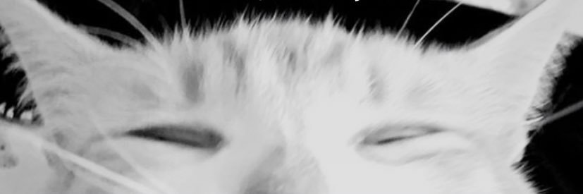 DinaLuque1's profile banner image