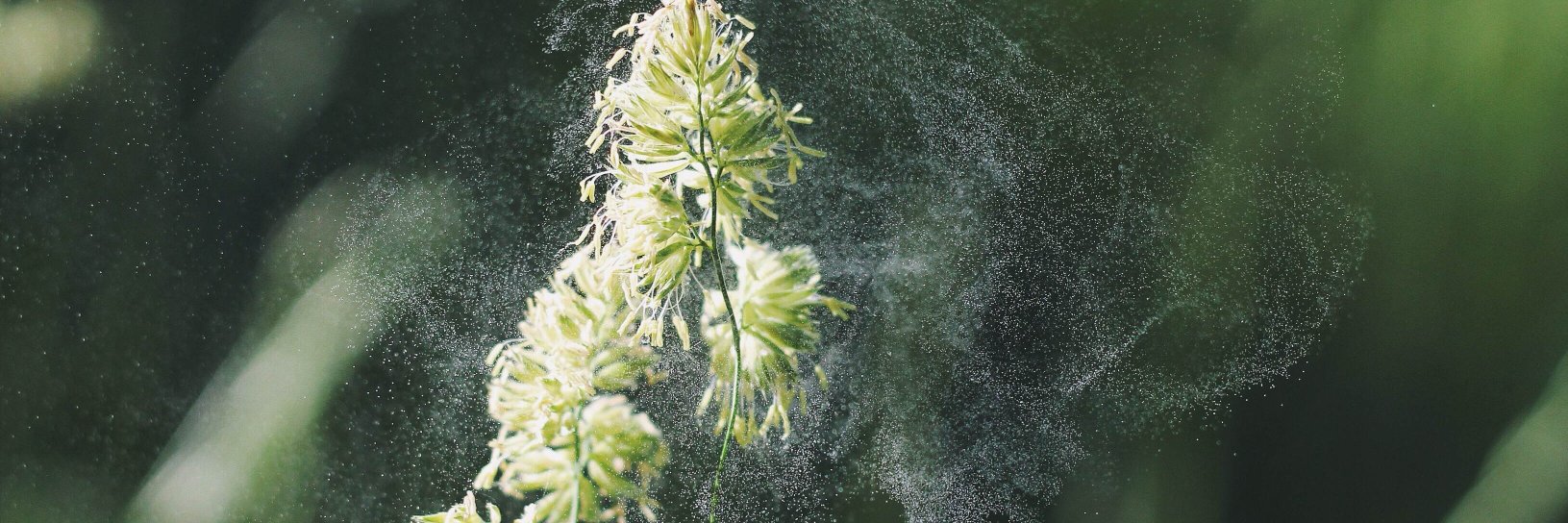 allergyct's profile banner image
