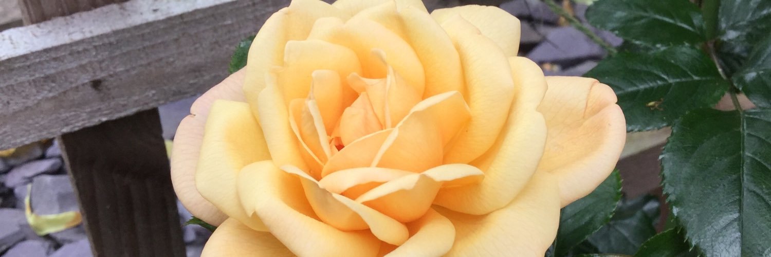 TheMillieDog's profile banner image