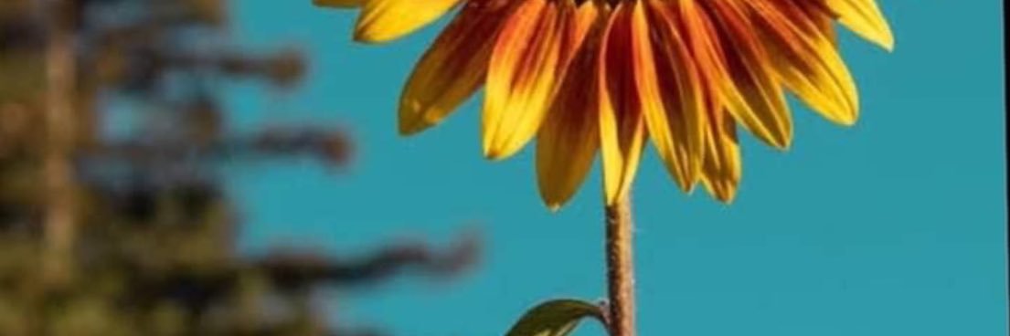 FonaAdam's profile banner image