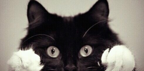 catyviolin's profile banner image