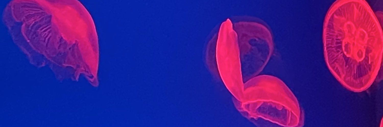 pocket_koji's profile banner image
