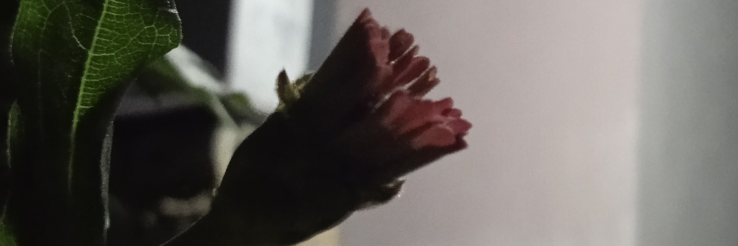 Fenda_Febianda's profile banner image