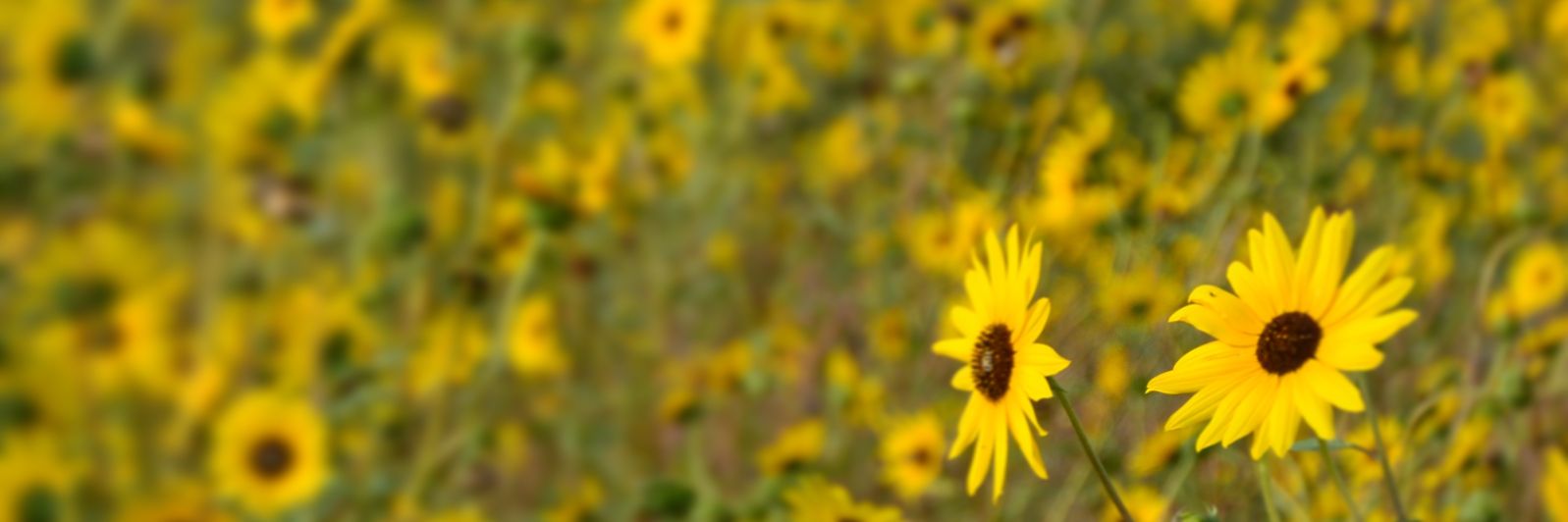 Luhuk's profile banner image