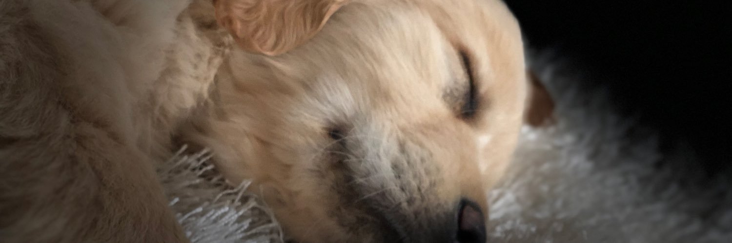 Bri_Fergusonnn's profile banner image