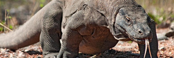 DjentLuca's profile banner image