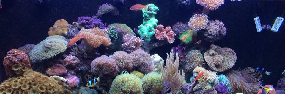 BitOBlueAquatic's profile banner image
