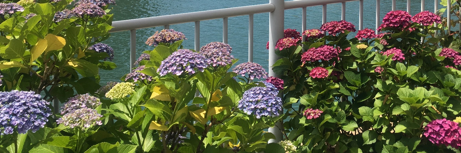Selyann's profile banner image
