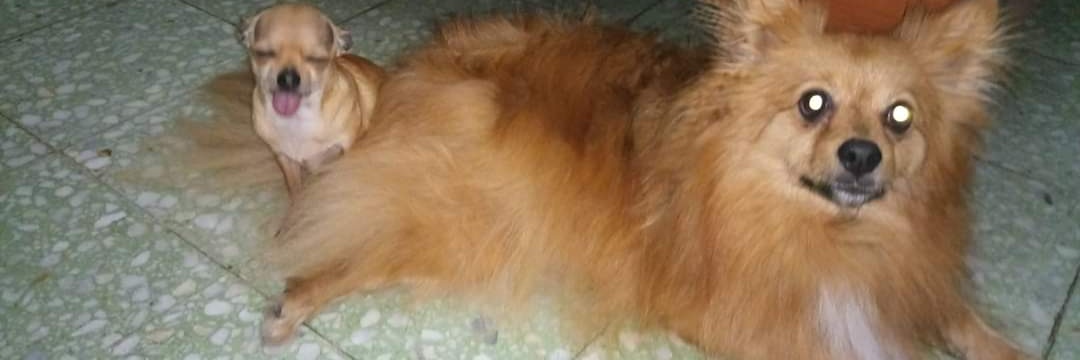 Alexis Jaesuria Vega banner