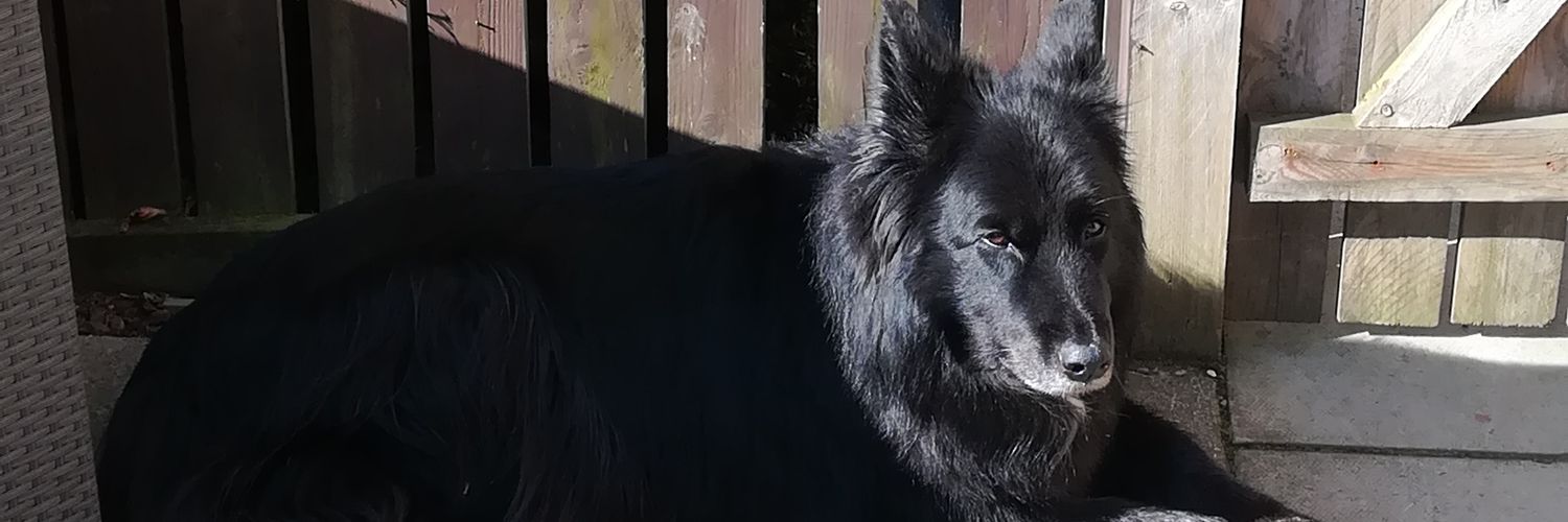 Shamu_dug's profile banner image