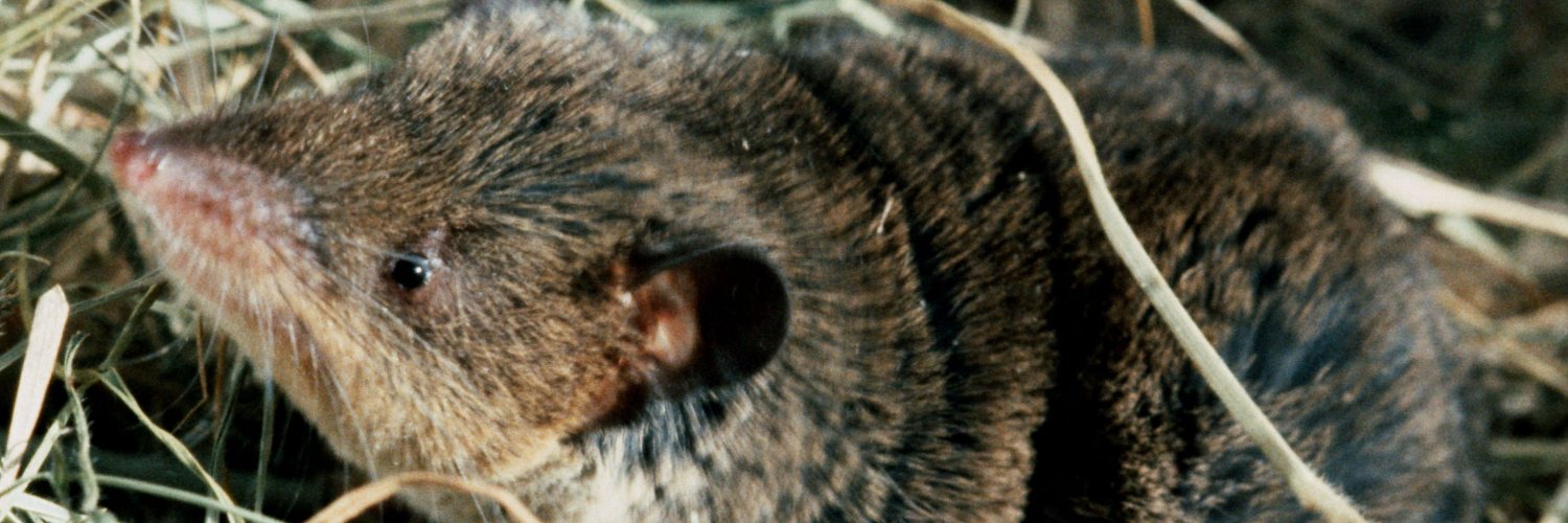 PJ Stephenson banner