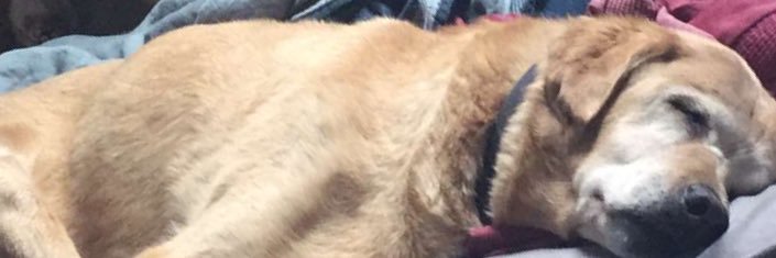Nolan_bell's profile banner image