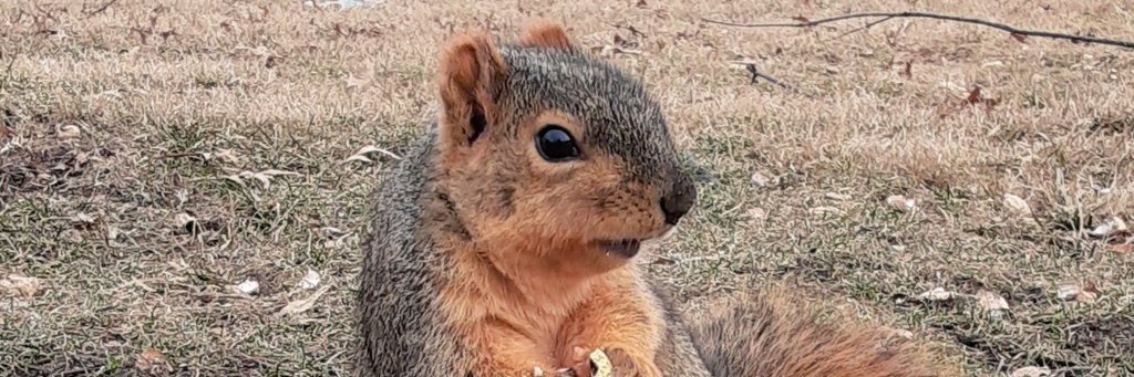 Steve Squirrell 🐿️ banner